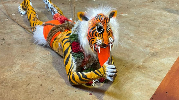 The Tiger Is Terribly Touched! The Glory Of Kaup Pili Kola