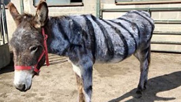 ತಮ್ಮನ್ನು ಕತ್ತೆಗೆ ಹೋಲಿಸಿಕೊಂಡಿದ್ದೇಕೆ ಇಮ್ರಾನ್ ಖಾನ್? ತಮ್ಮನ್ನು ಕತ್ತೆಗೆ ಹೋಲಿಸಿಕೊಂಡಿದ್ದೇಕೆ ಇಮ್ರಾನ್ ಖಾನ್?