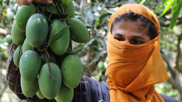ಕಟಾವಿನ ನಂತರದ ಪ್ರಕ್ರಿಯೆ