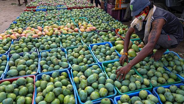 May Month Rain Suggestion To Mango Farmers For Crop Protect 