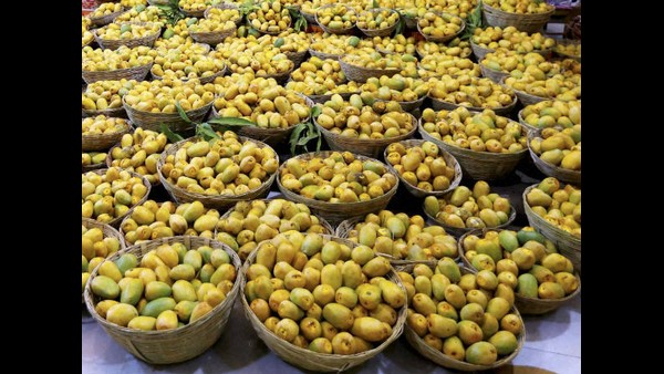 Mangoes from Maharashtra and Andhra for US administration