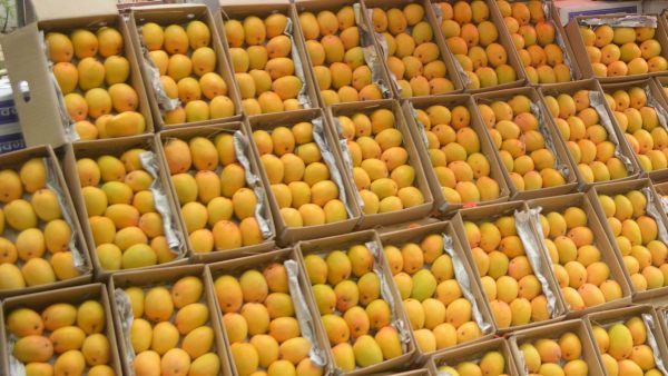 ನೆಲದ ಮೇಲೆ ಹಲ್ಲು ಹಾಕಿ ಹರಡಿ