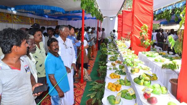 ರಾಸಾಯನಿಕ ಮುಕ್ತ ಮಾವಿನ ಹಣ್ಣುಗಳು