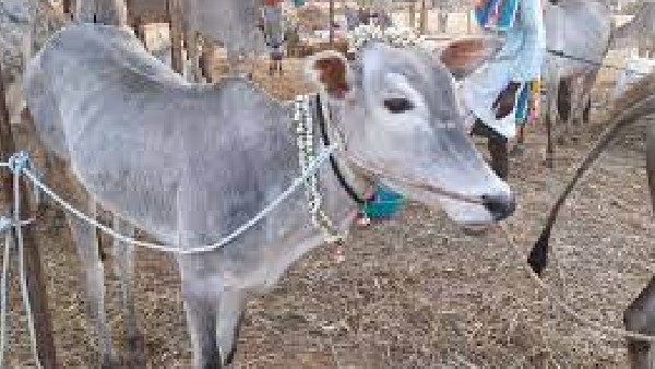 ಪುಣ್ಯ ಕೋಟಿ ದತ್ತು ಯೋಜನೆ : 