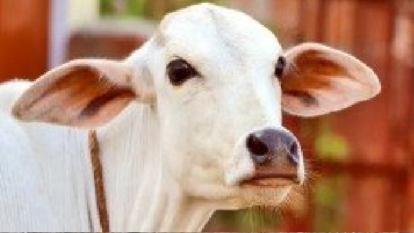 100 ಗೋಶಾಲೆಗಳ ಆರಂಭ: 