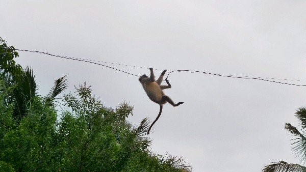 ಸಾಕ್ಷ್ಯವನ್ನು ಕದ್ದ ಕೋತಿಗೆ ಶಿಕ್ಷೆ ಇದಿಯಾ? ಸಾಕ್ಷ್ಯವನ್ನು ಕದ್ದ ಕೋತಿಗೆ ಶಿಕ್ಷೆ ಇದಿಯಾ?