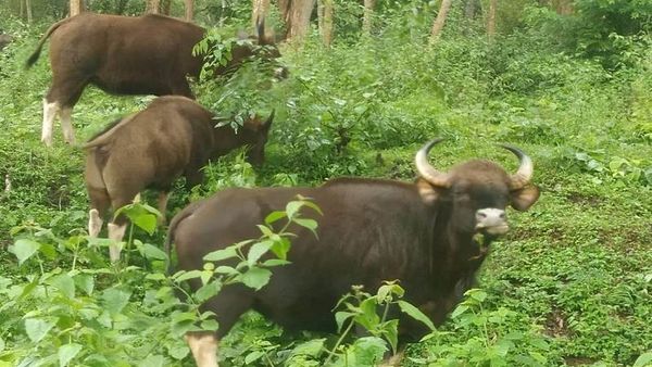 ನಾಗರಹೊಳೆ ಪ್ರಾಣಿಗಳ ಆವಾಸ ತಾಣ 