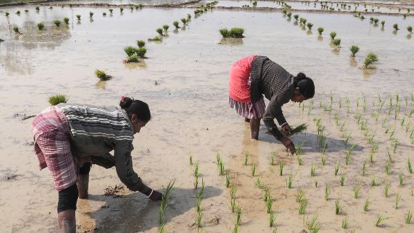 ಯಾವಾಗ ಗೊಬ್ಬರ ಕೊಡಬೇಕು