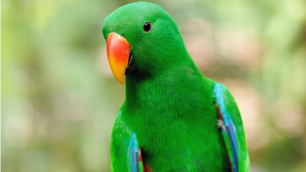 Parrot Missing From The Cage, Owner filed complaint in Police Station