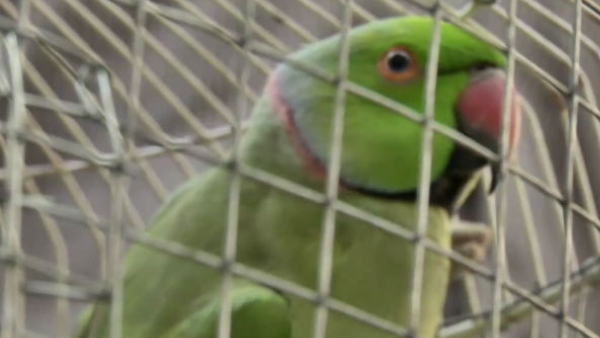 Parrot Missing From The Cage, Owner filed complaint in Police Station