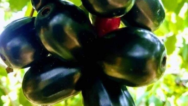 Purple Fruit Juice Best For Health In Summer 