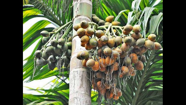 Davanagere: Heavy rain, wind: 300 arecanut trees Destroys
