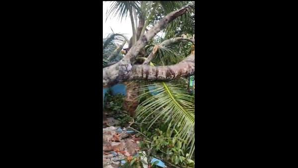 Heavy Rain In Davanagere Paddy Crop Damaged 