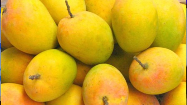  7586.94 ಹೆಕ್ಟೇರ್ ಪ್ರದೇಶದಲ್ಲಿ ಬೆಳೆಯಲಾಗುತ್ತಿದೆ