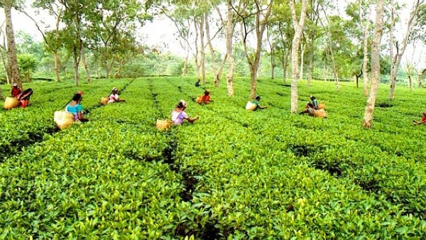  International Tea Day 2022: Significance, Learn History