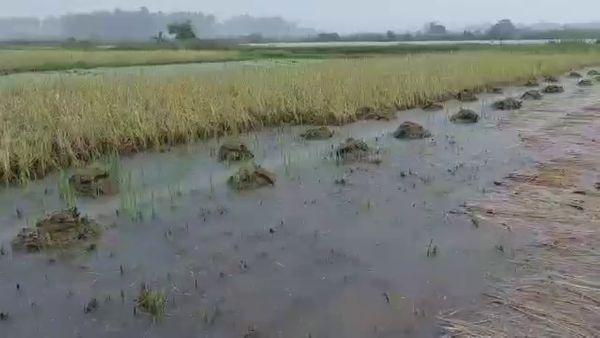 ಮೊಳಕೆಯೊಡೆದ ಭತ್ತ 