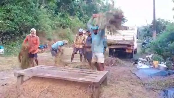 250ಕ್ಕೂ ಹೆಕ್ಟೇರ್‌ ನಲ್ಲಿ ಭತ್ತಕ್ಕೆ ಹಾನಿ 