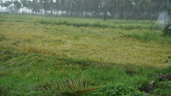 ಮನೆಗಳಿಗೂ ಹಾನಿ 
