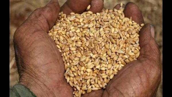 ಎಫ್ ಸಿಐ ಯಿಂದ ಗೋಧಿ ಖರೀದಿ: 