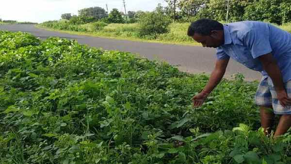 ನಿರೀಕ್ಷಿತ ಮಳೆ ಮೇಲೆ ಕೃಷಿ ಅವಲಂಬನೆ