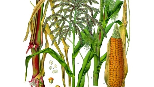  ಸಿಂಪರಣೆಯ ಸಮಯದಲ್ಲಿ ಎಲೆ ಅಡಿಕೆ ಜಗಿಯಬೇಡಿ