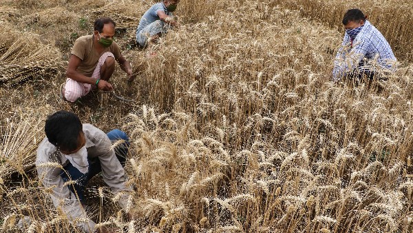 ಆಹಾರ ಉತ್ಪಾದನೆಯಲ್ಲಿ ಭಾರತ ವಿಶ್ವ ನಾಯಕ ಆಹಾರ ಉತ್ಪಾದನೆಯಲ್ಲಿ ಭಾರತ ವಿಶ್ವ ನಾಯಕ