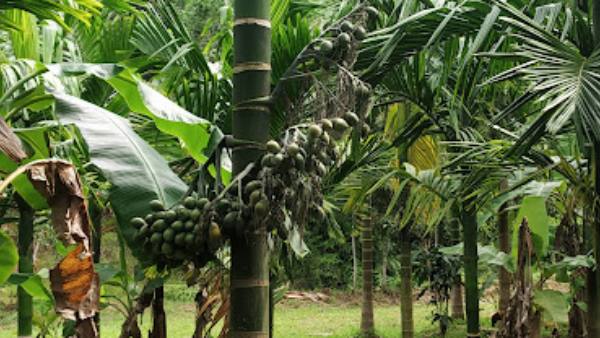 ಕಾಯಿಗಳನ್ನು ಆರಿಸಿ ತೆಗೆಯಿರಿ