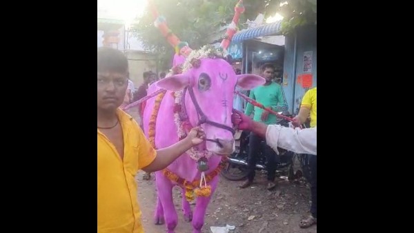 Ox Sold for Record Price at Bagalkot Villegers Happy