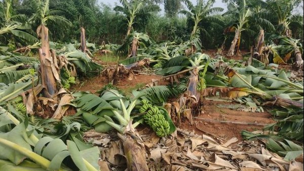 Heavy Rain Damage Papaya and Banana Crop in Bagalkot District 