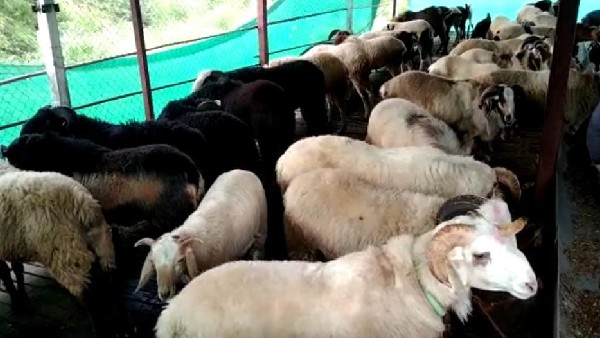 Sheep Farming Success Story Of Bagalkot Farmer 