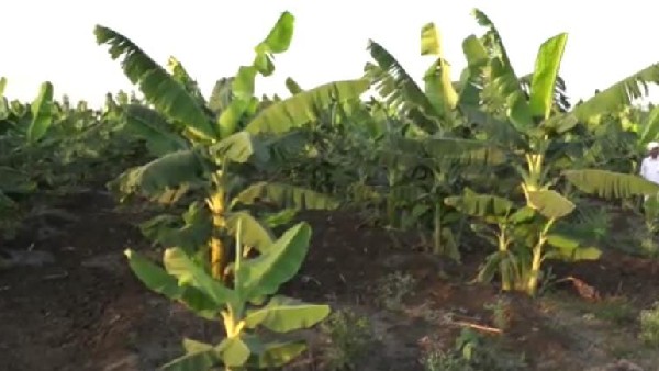 ಜಮೀನಿನಲ್ಲೇ ಕೃಷಿಹೊಂಡ ನಿರ್ಮಾಣ 