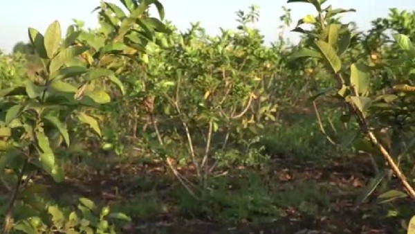 ಮಾಹಿತಿ ಪಡೆಯುವ ಅಕ್ಕಪಕ್ಕದ ರೈತರು 