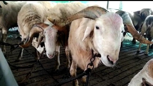 Sheep Farming Success Story Of Bagalkot Farmer 