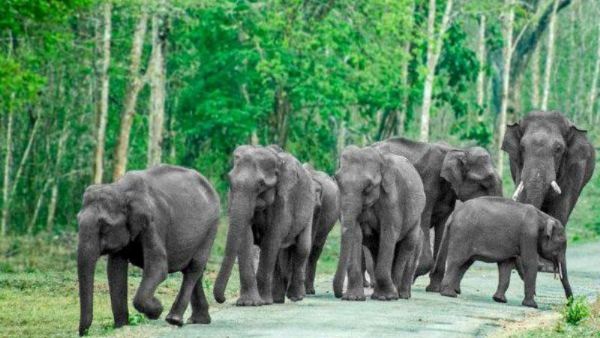 ವನ್ಯ ಜೀವಿಗಳ ಪ್ರಾಣಕ್ಕೆ ಕುತ್ತು 