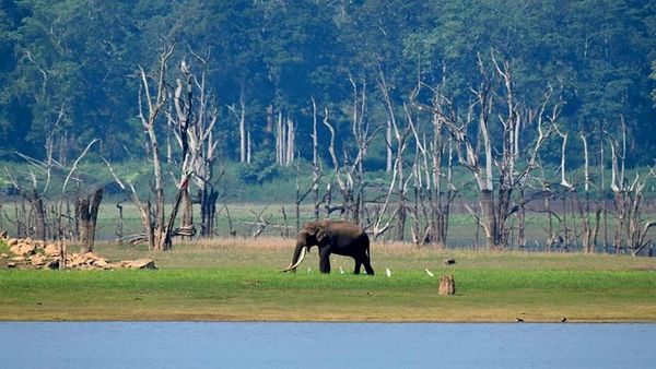 ಪ್ರಾಣಿ ಪ್ರಿಯರ ಆಕರ್ಷಣೆ 