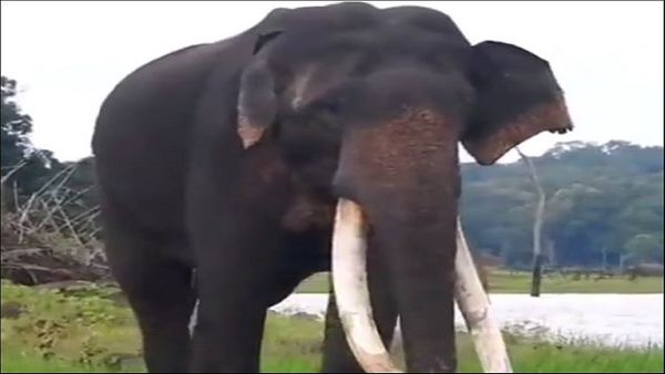 ಪ್ರಾಣಿಪ್ರಿಯರಿಗೆ ಘಾಸಿ 