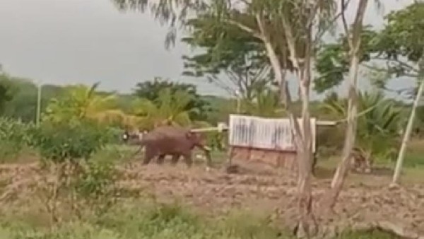 Wild Elephant Enter Village in Chamarajanagar 