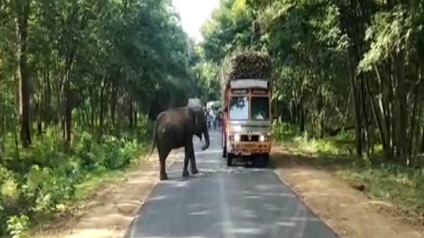Elephant Stops a Moving Truck and Graze Sugarcane