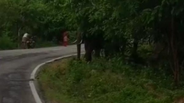 Male Mahadeshwara Betta: Elephant Stands on Road Causing Pani