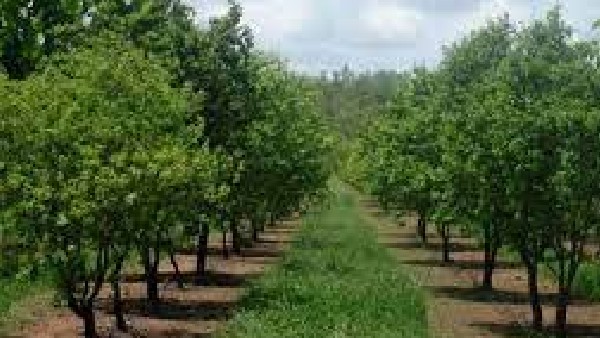 ರೈತರು ಶ್ರೀಗಂಧ ಬೆಳೆಸಲು ಉತ್ತೇಜನ ನೀಡಬೇಕು