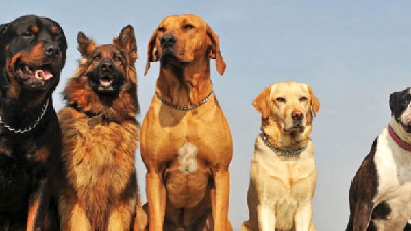 Ancovax: Indias first COVID vaccine for animals 