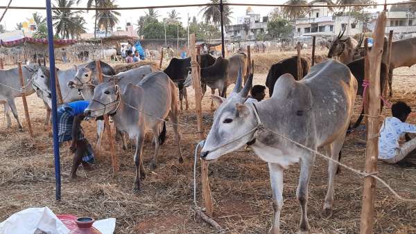 Goshala will be opened by year end in all districts: State filed affidavit in HC 