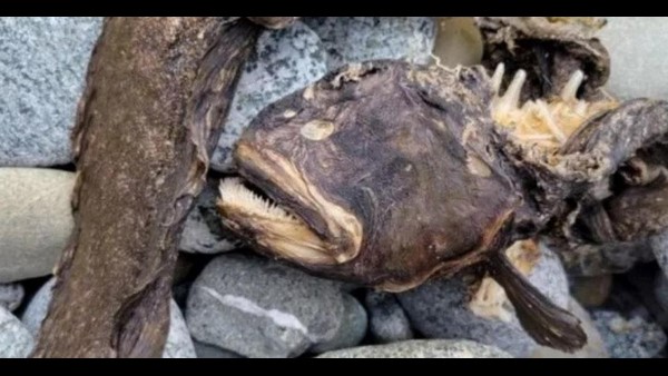 Unidentified Animal With Needle-Like Teeth Found At Mill Beach In Brookings