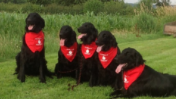 ಪೆಟ್ ಬ್ಲಡ್ ಬ್ಯಾಂಕ್ 16 ಬಾರಿ ರಕ್ತದಾನ ಪೆಟ್ ಬ್ಲಡ್ ಬ್ಯಾಂಕ್ 16 ಬಾರಿ ರಕ್ತದಾನ