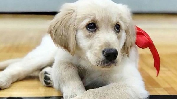 ನಾಯಿಯಿಂದ ಹುಲಿಗಳಿಗೆ ಹಾಲಿನ ಮೇವು 