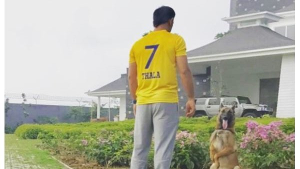 After Dogs and Horses , Now Goats Also Enter MS Dhoni Farm House After Dogs and Horses , Now Goats Also Enter MS Dhoni Farm House