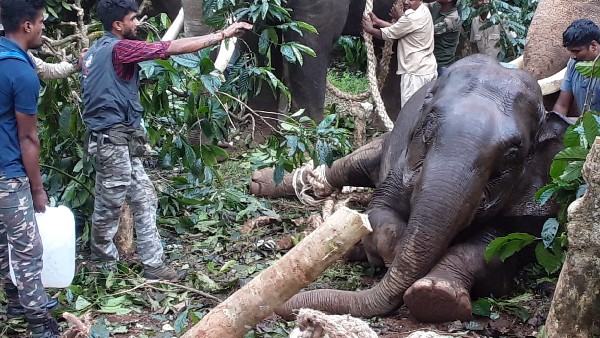 Wild Elephant Die During Rescue Operation in Kodagu 