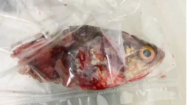 ಕಷ್ಟದಿಂದ ಪ್ರಾಣಾಪಾಯದಿಂದ ಪಾರಾದ ಮೀನುಗಾರ ಕಷ್ಟದಿಂದ ಪ್ರಾಣಾಪಾಯದಿಂದ ಪಾರಾದ ಮೀನುಗಾರ