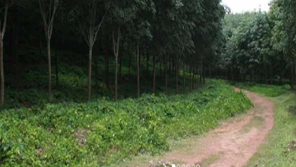 ನೀಲಿಗಿರಿ ನಿಷೇಧ ಮರುಪರಿಶೀಲನೆಗೆ ಮನವಿ ನೀಲಿಗಿರಿ ನಿಷೇಧ ಮರುಪರಿಶೀಲನೆಗೆ ಮನವಿ