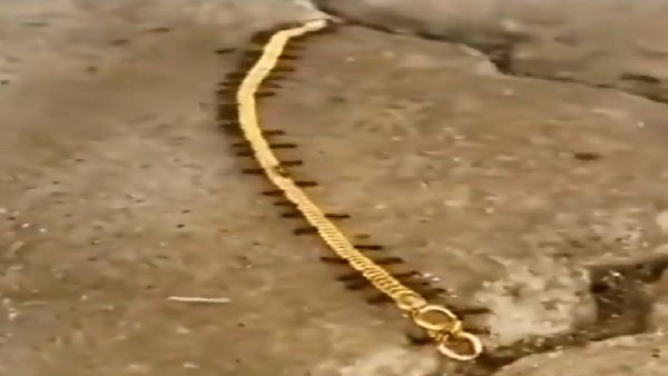Video: Ants carrying gold chain 